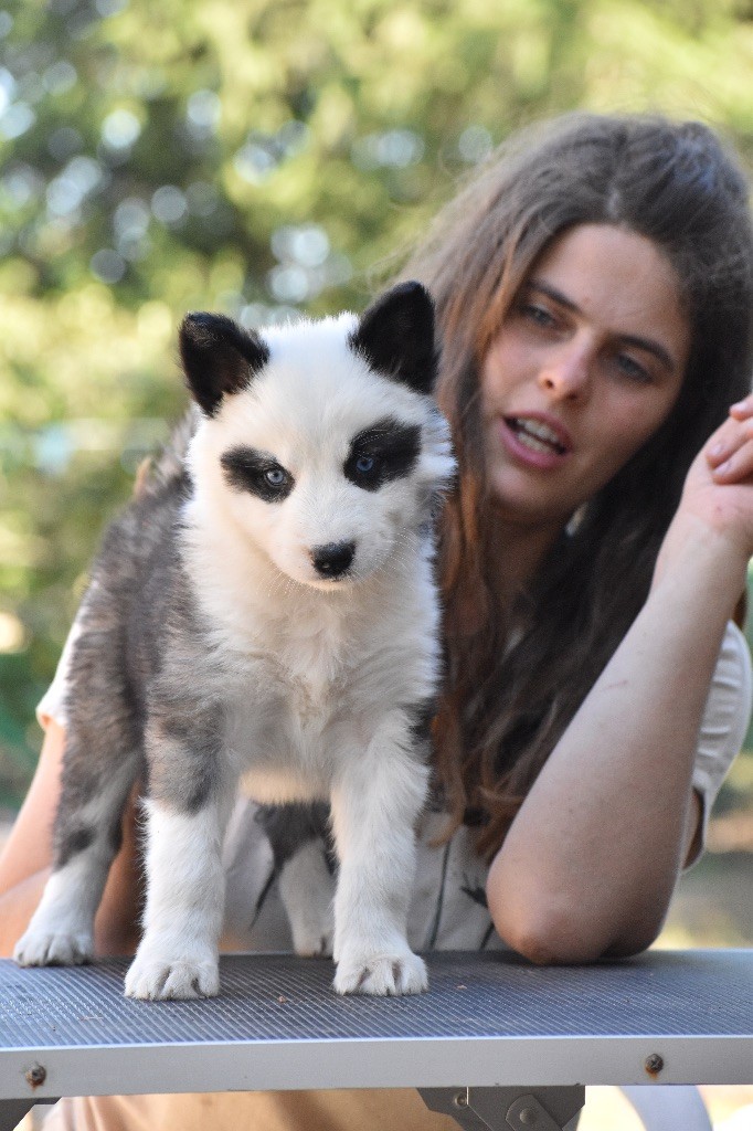 Polar Souls - Chiots disponibles - Laika de iakoutie