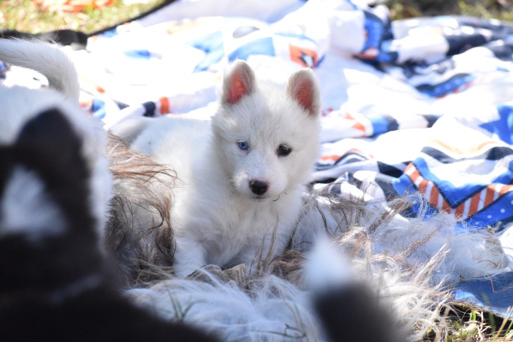 Polar Souls - Chiots disponibles - Laika de iakoutie