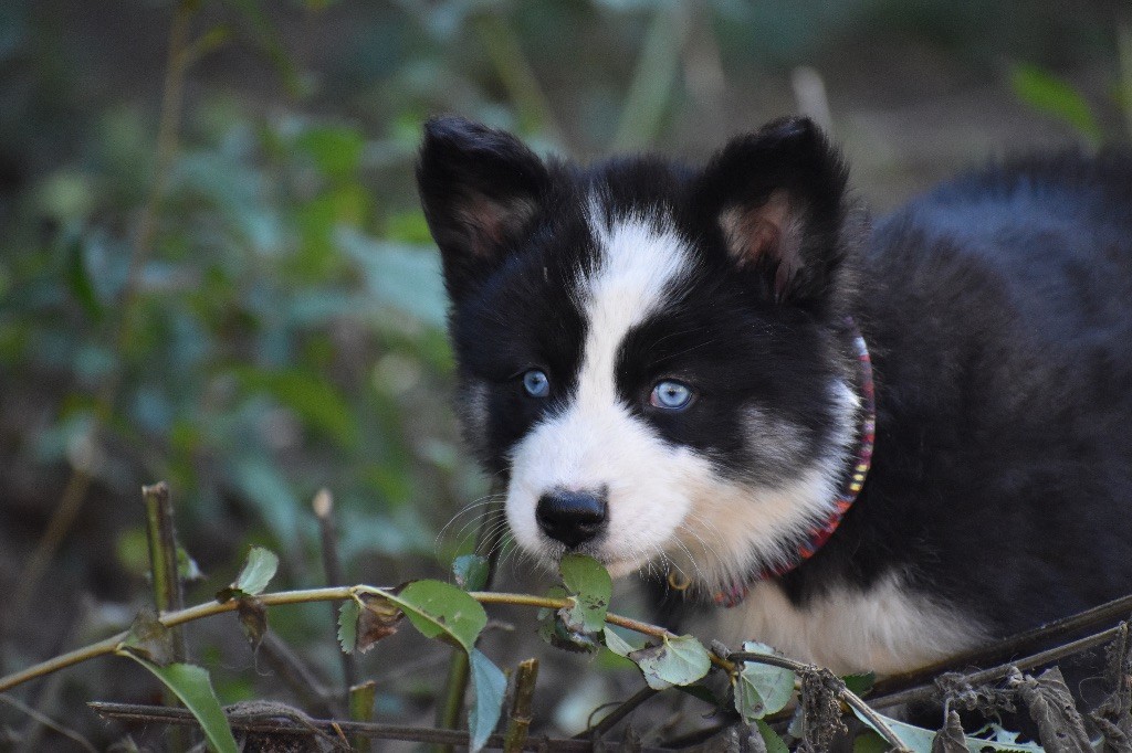 Polar Souls - Chiots disponibles - Laika de iakoutie