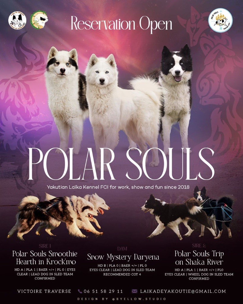 Chiot Laika de iakoutie Polar Souls