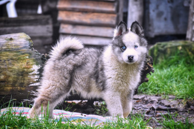 Asgard the god's kingdom