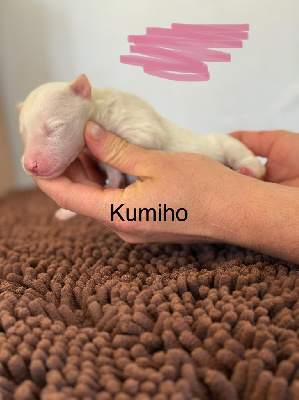 KUMIHO