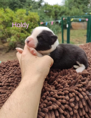 Amy arms Holdy ou