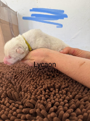 LYCAON