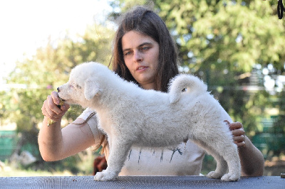 AXCEPTO PATRONUM ZENKO