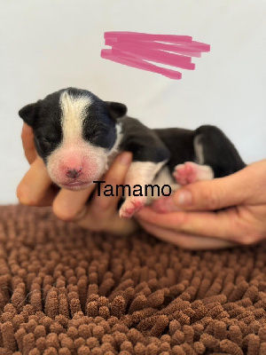 TAMAMO