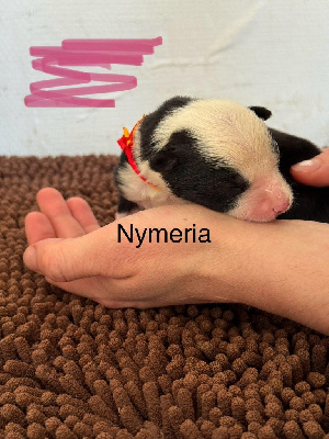 NYMERIA