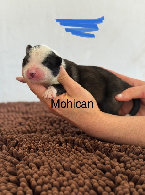 MOHICAN