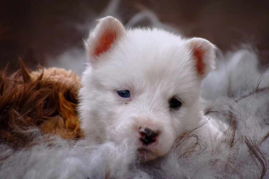 Polar Souls - Chiots disponibles - Laika de iakoutie