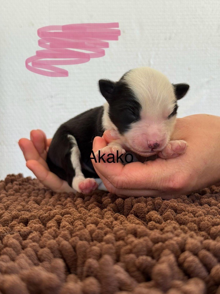 Polar Souls - Chiots disponibles - Laika de iakoutie