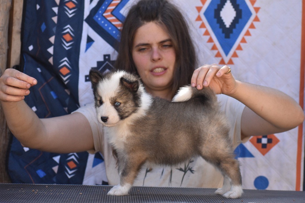 Polar Souls - Chiots disponibles - Laika de iakoutie