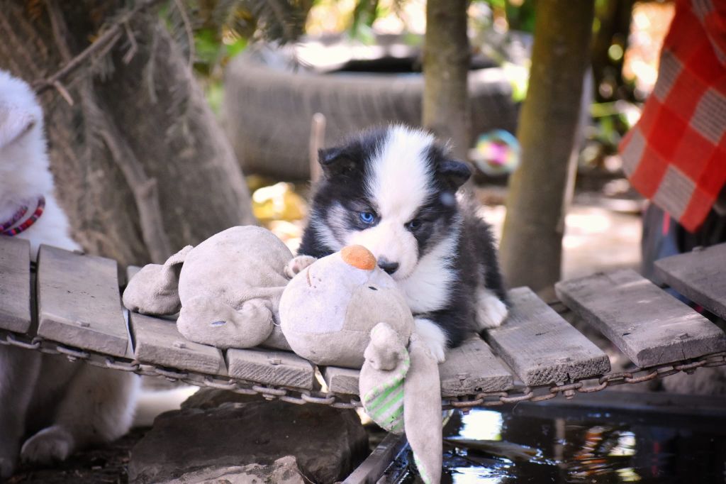 Polar Souls - Chiots disponibles - Laika de iakoutie