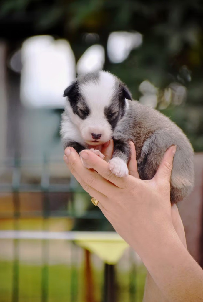Polar Souls - Chiots disponibles - Laika de iakoutie