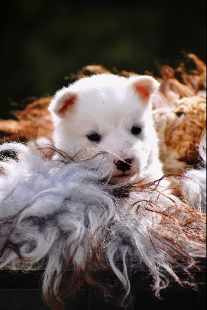 Polar Souls - Chiots disponibles - Laika de iakoutie