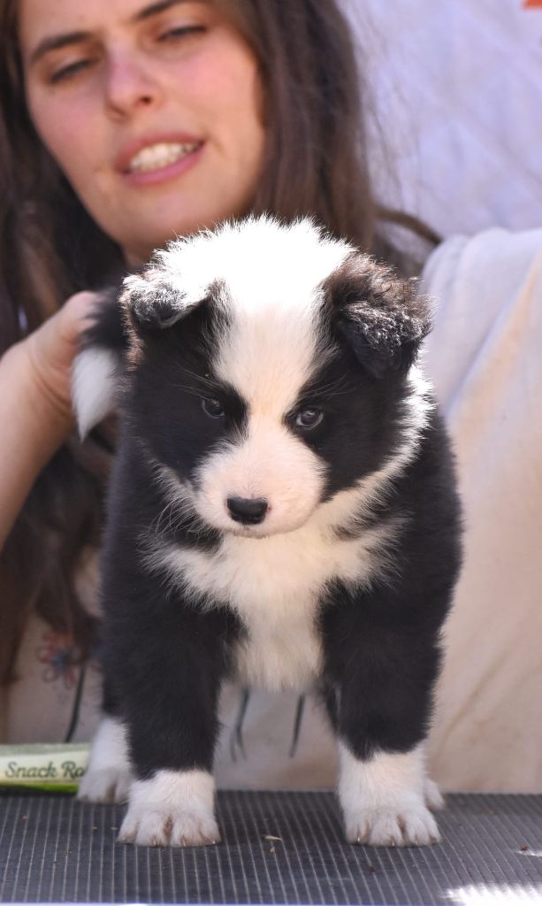 Polar Souls - Chiots disponibles - Laika de iakoutie