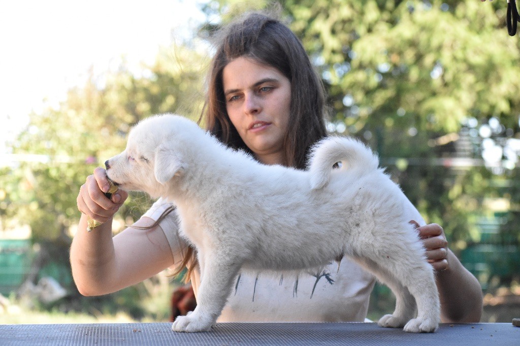 Polar Souls - Chiots disponibles - Laika de iakoutie