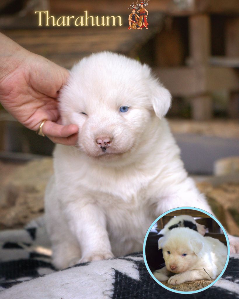 Polar Souls - Chiots disponibles - Laika de iakoutie