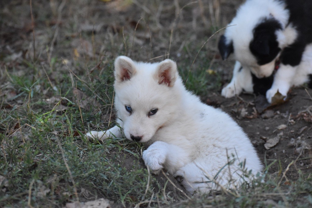 Polar Souls - Chiots disponibles - Laika de iakoutie