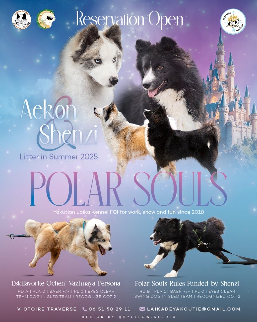 Polar Souls - Laika de iakoutie - Portée née le 19/07/2025