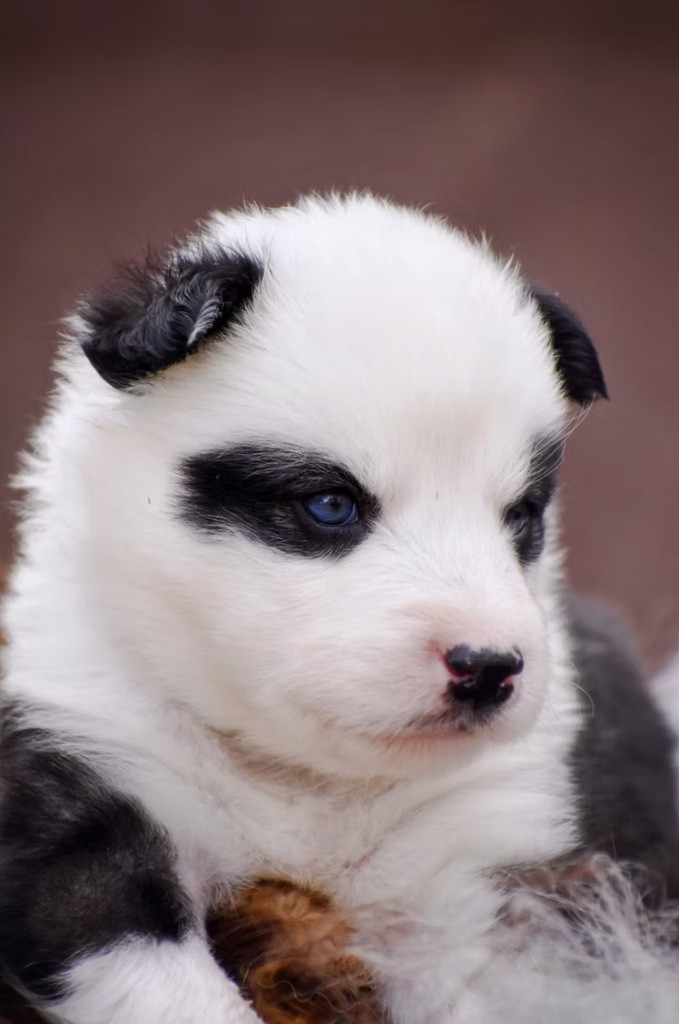 Polar Souls - Chiots disponibles - Laika de iakoutie