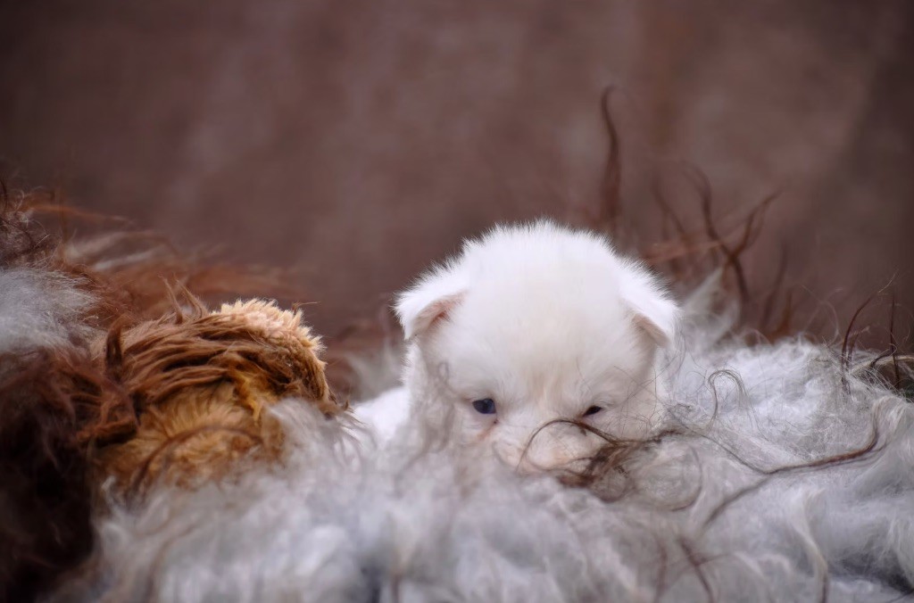 Polar Souls - Chiots disponibles - Laika de iakoutie
