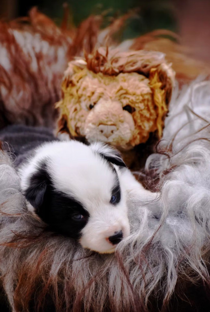 Polar Souls - Chiots disponibles - Laika de iakoutie