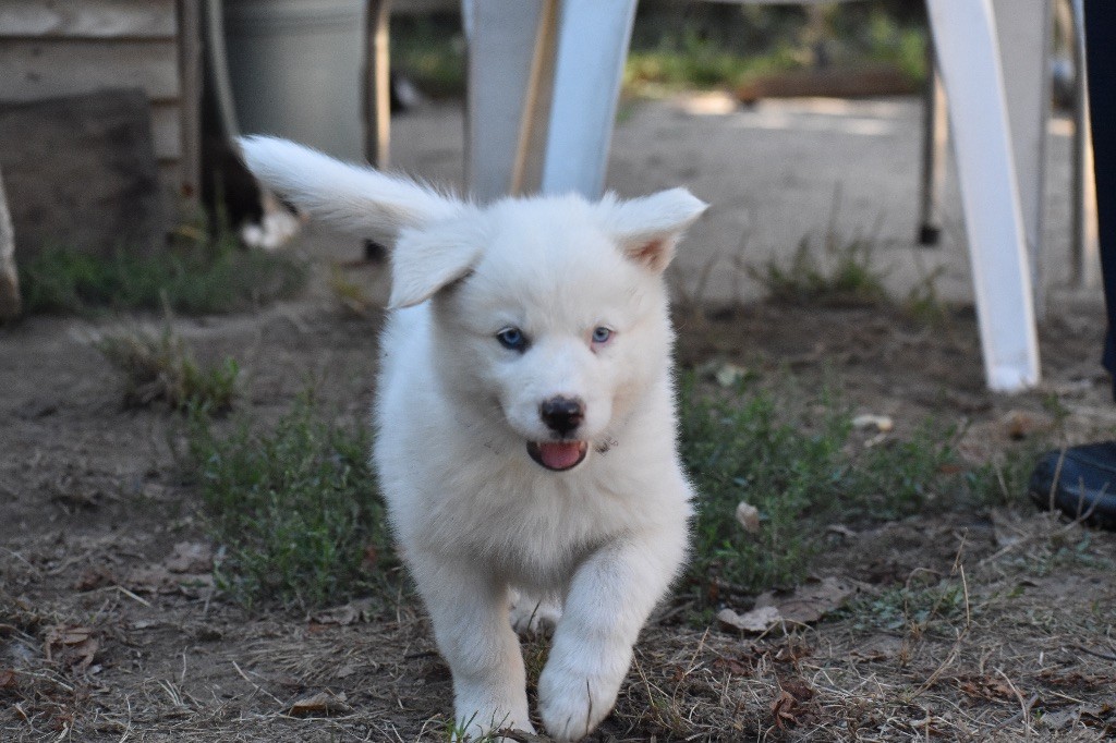 Polar Souls - Chiots disponibles - Laika de iakoutie