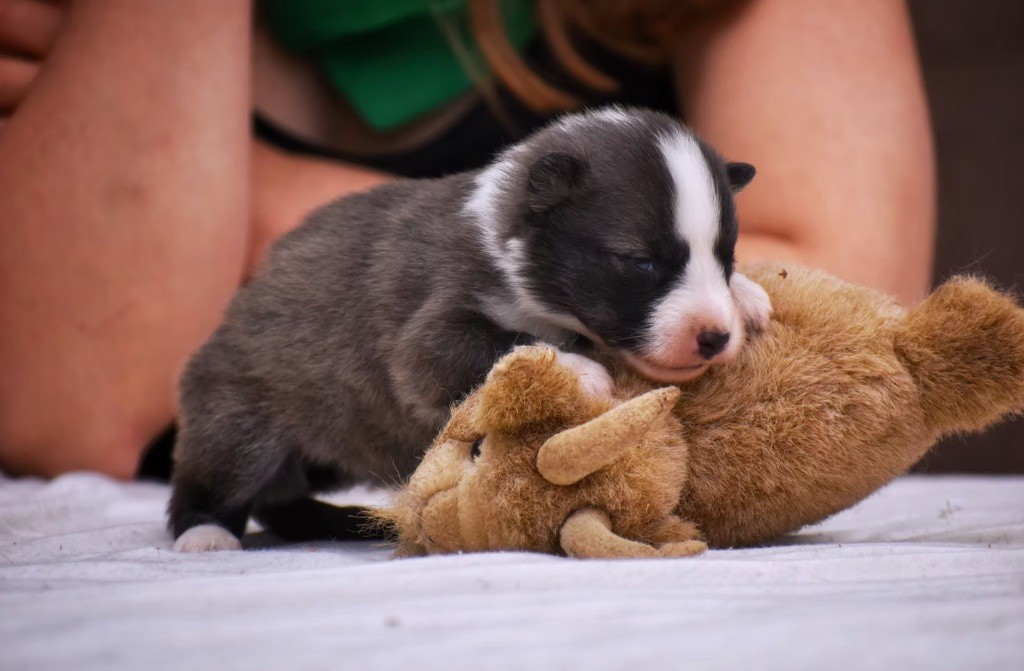 Polar Souls - Chiots disponibles - Laika de iakoutie