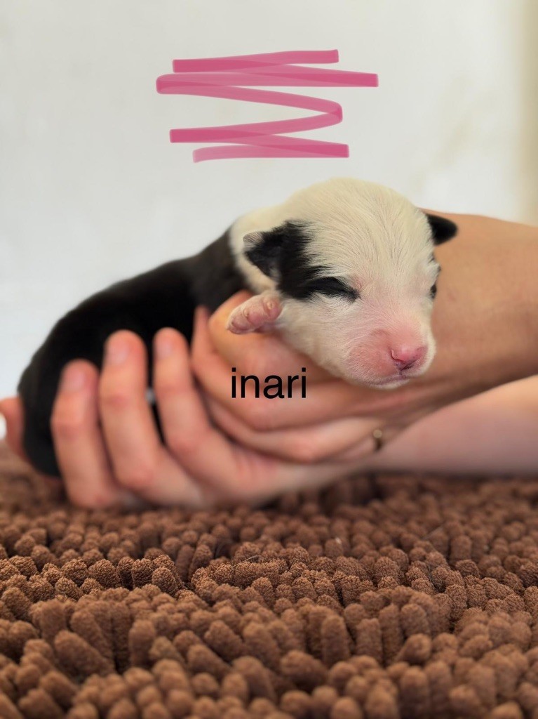 Polar Souls - Chiots disponibles - Laika de iakoutie
