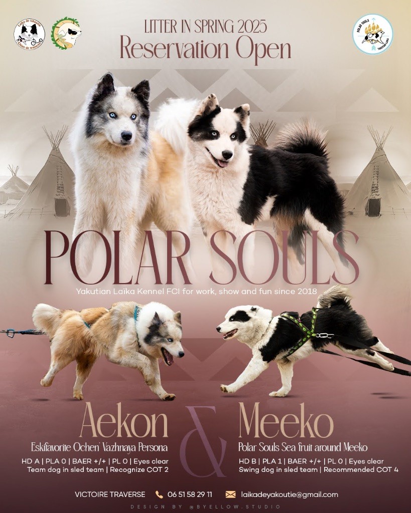 Polar Souls - Laika de iakoutie - Portée née le 31/03/2025