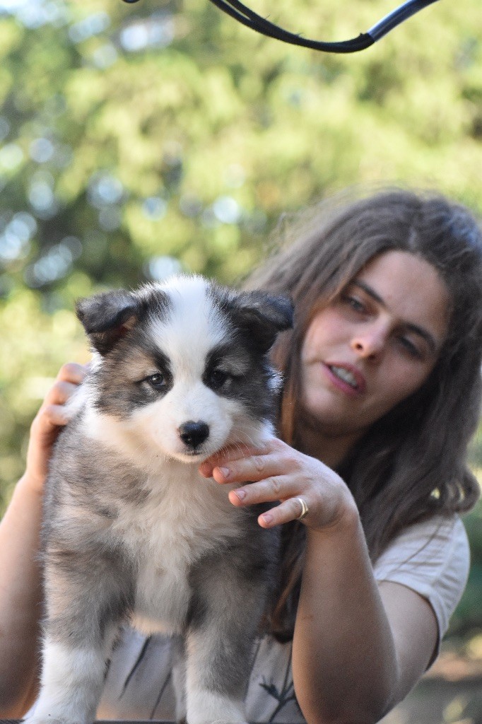 Polar Souls - Chiots disponibles - Laika de iakoutie