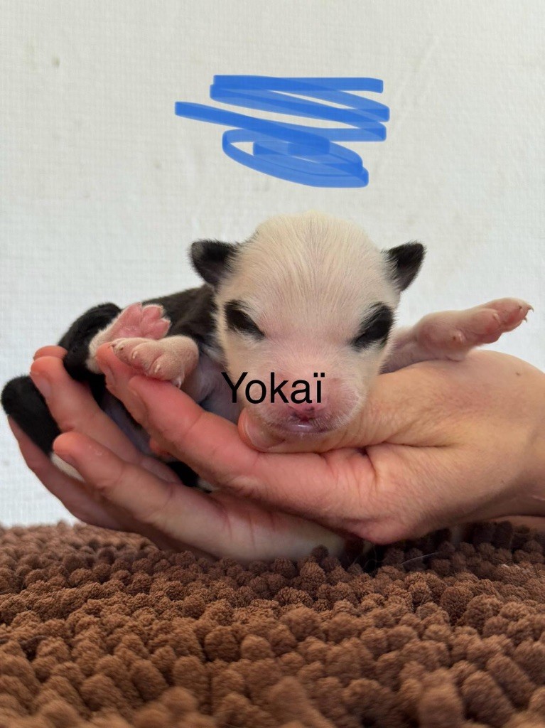 Polar Souls - Chiots disponibles - Laika de iakoutie