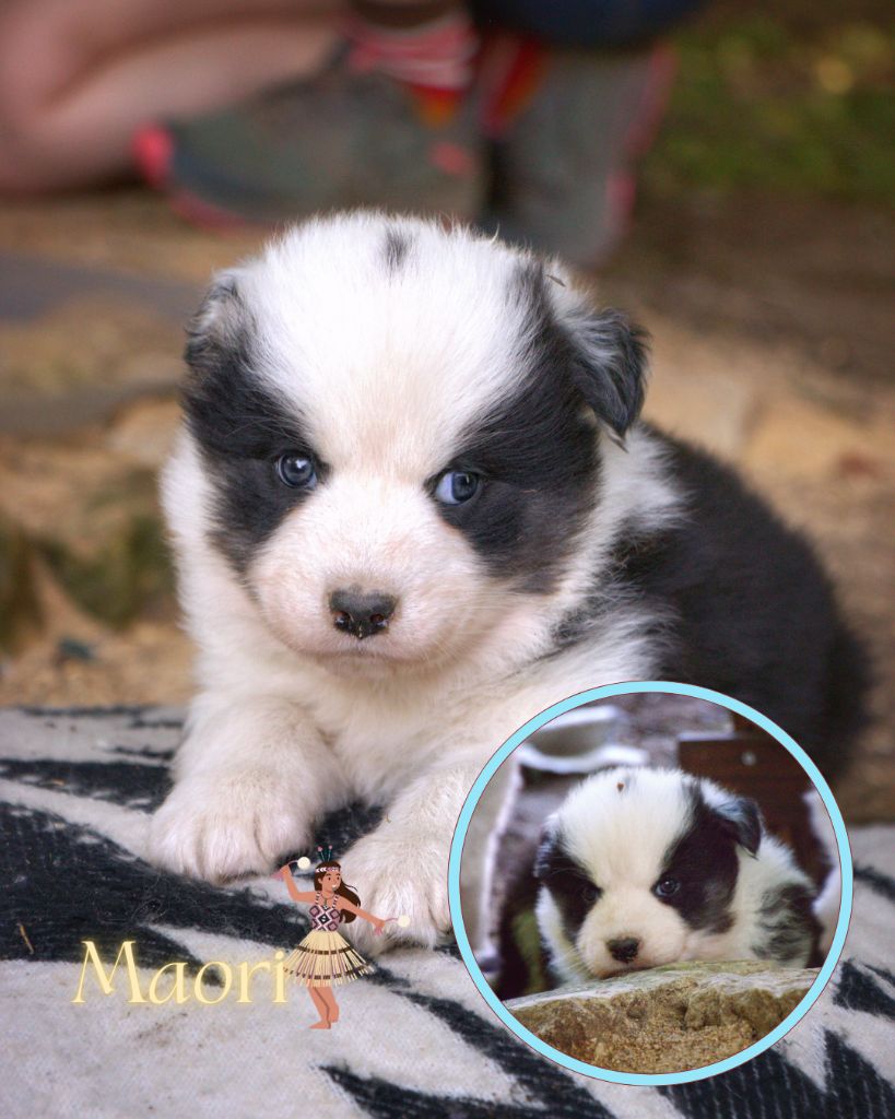 Polar Souls - Chiots disponibles - Laika de iakoutie